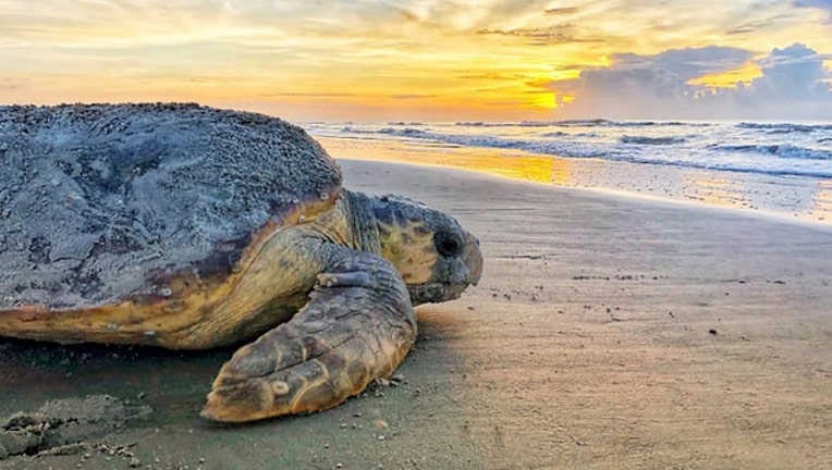 78ea5e6f-sea turtle ga dept natural resources_1563059861017.jpg.jpg