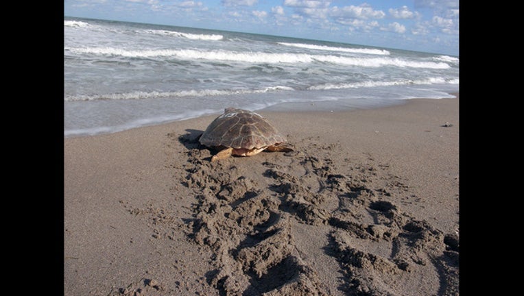 sea turtle release_1449694002819-401385-401385.jpg