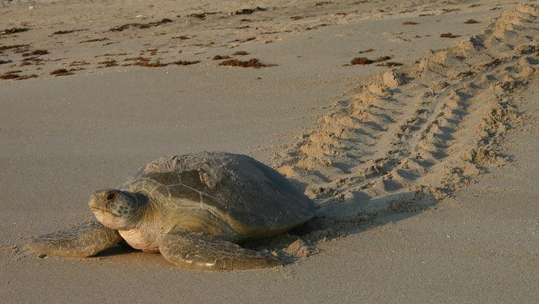 589d2536-sea turtles _1527770673402.jpg.jpg