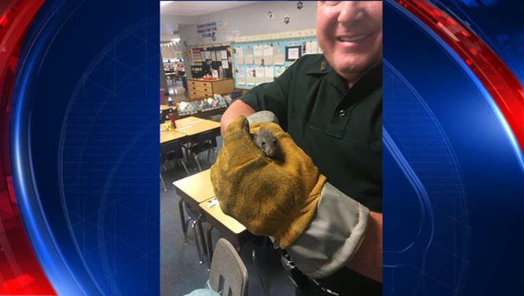 seminole county mouse - web_1506339430793.jpg