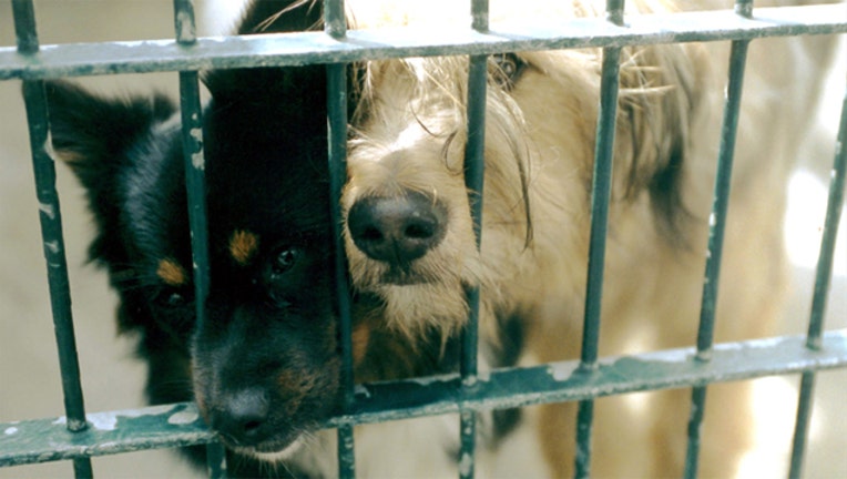 bc01ca9e-shelter adoptable dogs_1501273704473.jpg