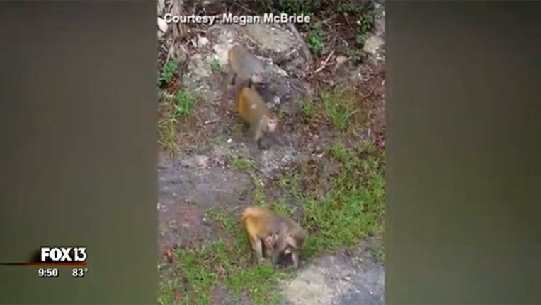 014e20bc-silver springs monkeys_1515605877817.jpg.jpg