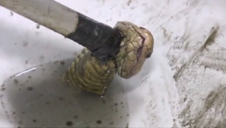 c70ce889-snake-in-toilet_1465241430870-402970.jpg