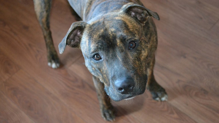 9749a331-stock image dog_1533117827027.jpg.jpg