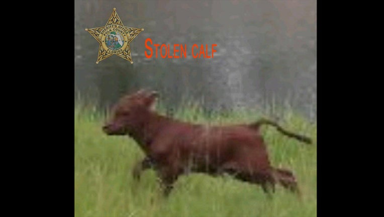 9f0474c8-stolen calf_1509470269537.jpg