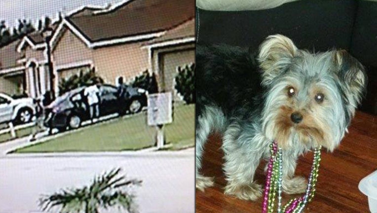 9eea54a1-stolenyorkie_1453751000953.jpg