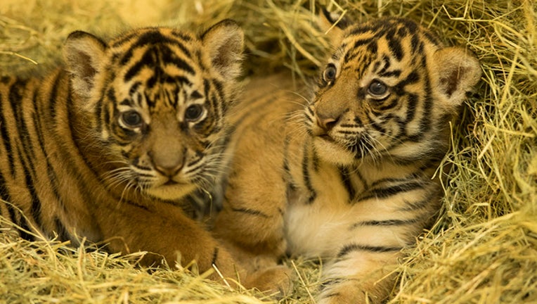 23cce446-sumatran-tigers-disney_1506560762796-402429.jpg