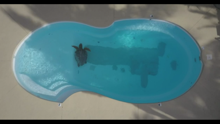 e60e5997-turtle_1497966994834-402429.png