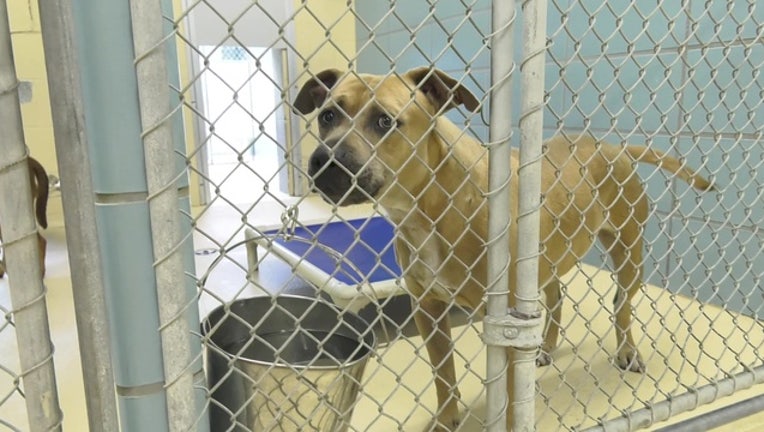 e00aacdd-dog shelter -2019-06-05-10h20m15s909_1559745728817.jpg