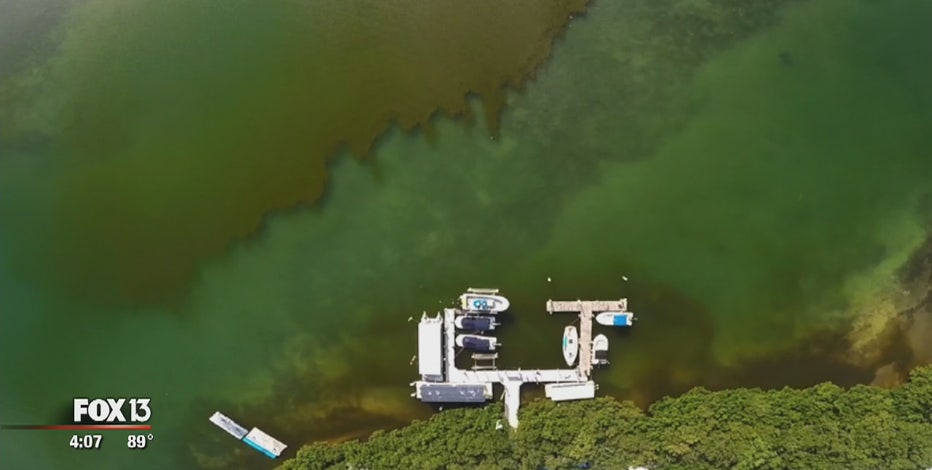 Red tide FAQ: What is it, and where does it come from?