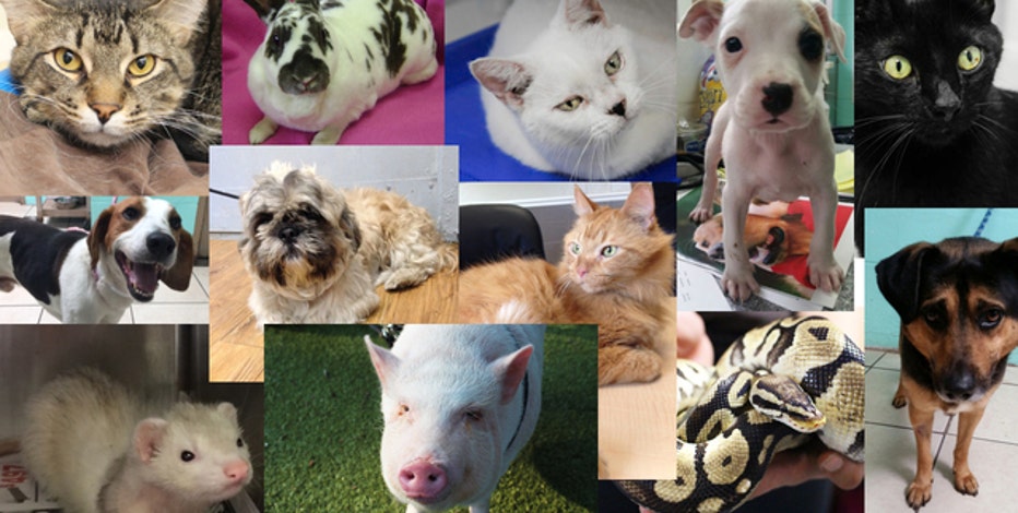 Free Adoptions Saturday At Spca Tampa Bay