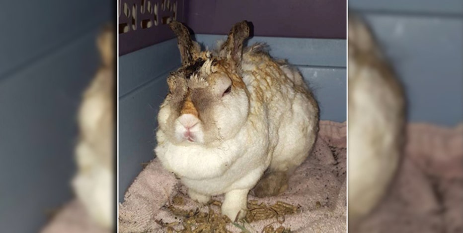 rurumu ＊ burn the rabbit lace OP Sheriff: Rabbit may have been intentionally burned | FOX 13 Tampa Bay