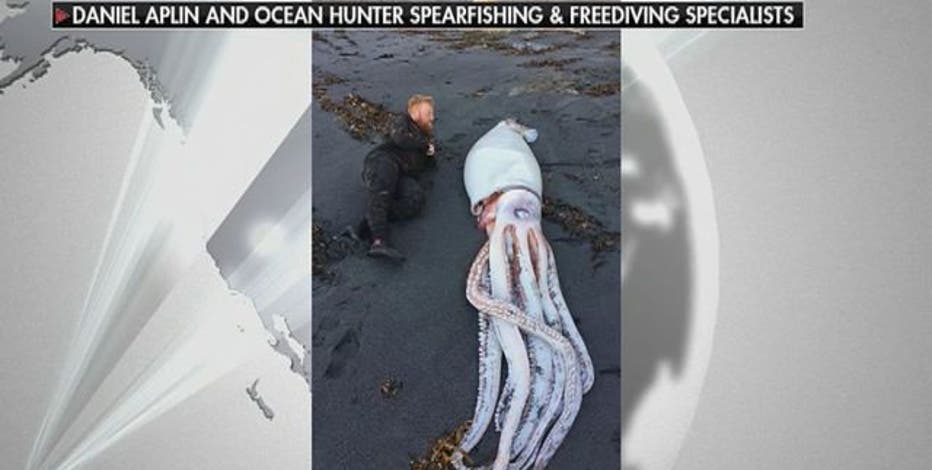14 Foot Giant Squid Washes Up On New Zealand Beach Truly an amazing wonder of nature. fox 13 tampa bay