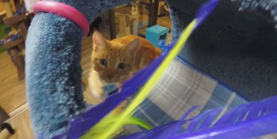 Cat Adoption Fees Waived For A Few Hours At Spca Tampa Bay Fox
