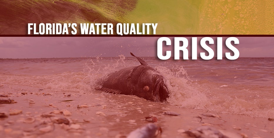 Blue-green slime and red tide: An in-depth look at Florida's water crisis