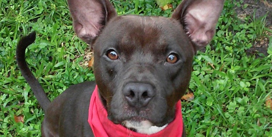 Adoption Fees Waived At Pinellas County Animal Services