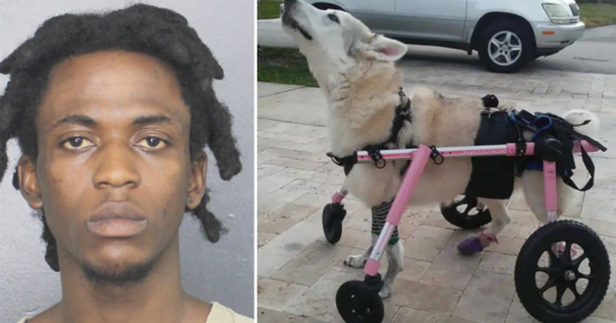 Man arrested in car theft, death of disabled dog in South Florida | FOX ...