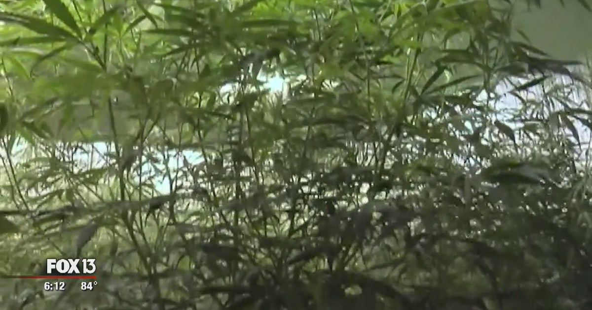 Hemp legalization complicates narcotics enforcement | FOX 13 Tampa Bay