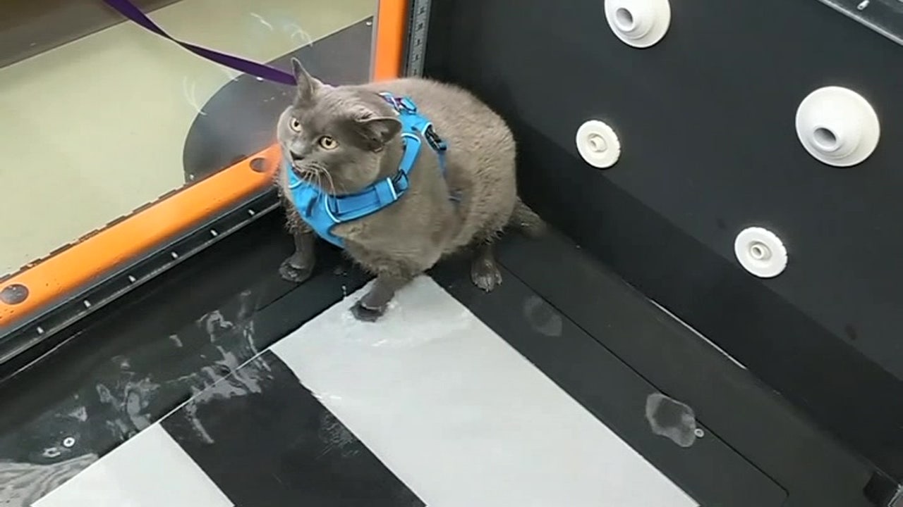 Fat cat attempts water treadmill workout