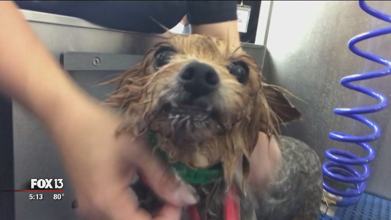 trish's all breeds pet grooming