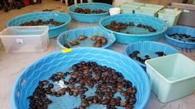 Two suspects charged in largest seizure of turtles in recent history, FWC says
