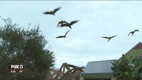 Macaws take to the sky on longer fly path over Zoo Tampa