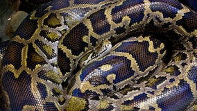 Miami Super Bowl organizers bring death to Burmese pythons 