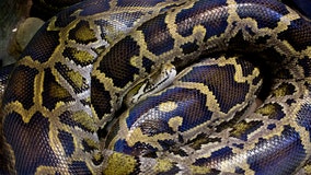 Indiana woman found dead with python wrapped around her neck, 140 snakes in 'reptile home,' police say