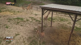 Safari on a Segway at Dade City's Giraffe Ranch