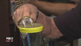 Snake captured in Wesley Chapel being used to create antivenom