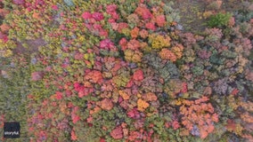 Stunning fall foliage in northern Utah captured in drone footage