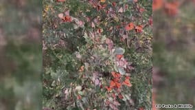 Thousands of monarch butterflies migrate from Colorado to Mexico in 3,000 mile journey