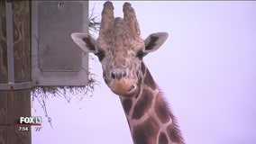 Go behind the scenes to visit giraffes at Zoo Tampa