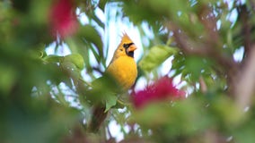 'One in a million' yellow cardinal named 'Sunny' spotted in Florida