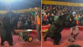 Circus bear mauls Russian trainer in front of horrified onlookers; investigation launched