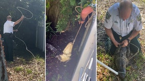 Deputy lassos gator outside Town 'N' Country home