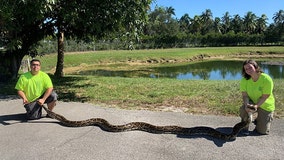 Record-breaking catch: Hunters capture 18-foot Burmese python in South Florida