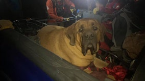 Massive 190-pound mastiff rescued from Utah canyon