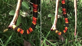 Florida venomous snake eats another snake as giant wasp attacks in wild video