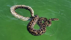11-foot python found swimming over a mile away from South Florida mainland