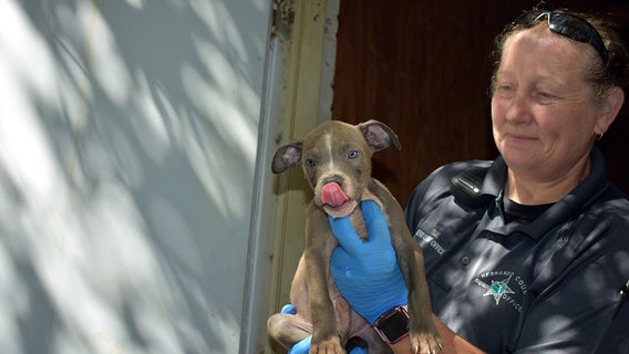 7 pups found in locked storage unit in 'decent' condition; officials still searching for owner