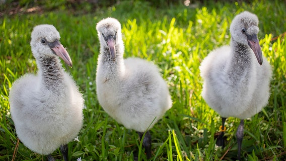 Brevard Zoo welcomes in 3 flamingo chicks