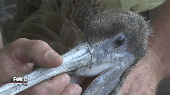 Father and daughter rescue pelicans injured from fishing hooks