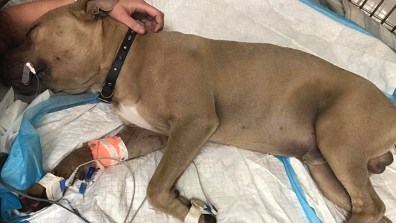 Pit bull dies after protecting young children from snake bite