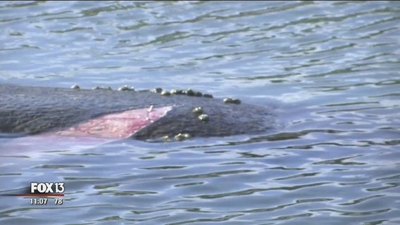 Injured manatee gone from Treasure Island canal