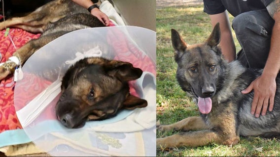 St. Pete K-9 Titan back on the job, 6 months after being shot