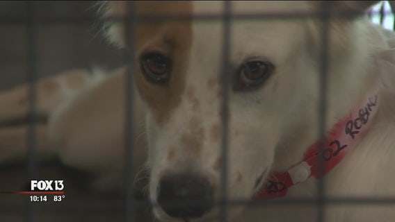 Bradenton shelter takes in dogs from Bahamas