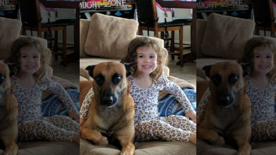 ‘They literally fried him': Dog owner blames United Airlines for animal's alleged heatstroke death