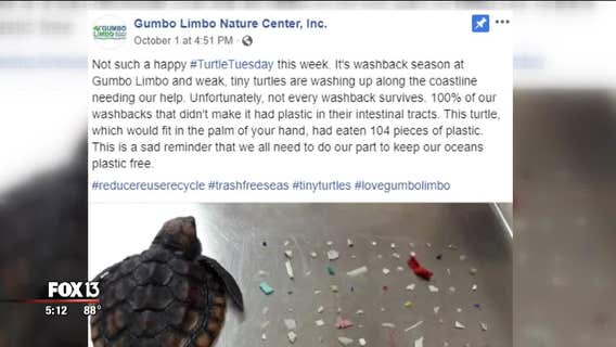 Experts not shocked by plastic-related turtle deaths
