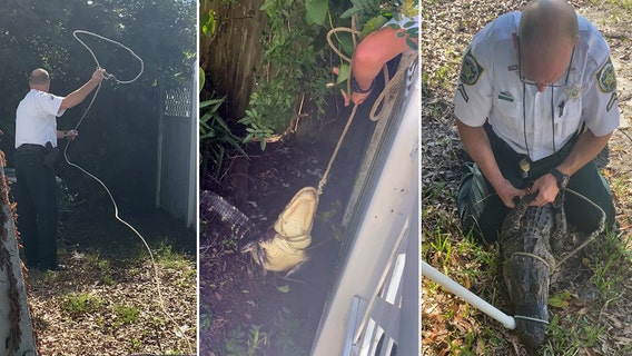 Deputy lassos gator outside Town 'N' Country home